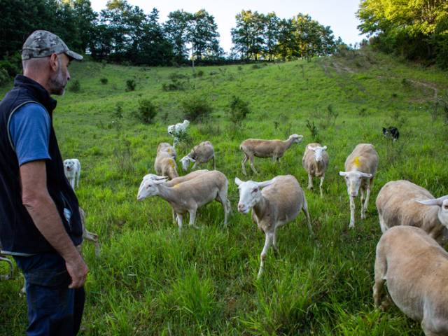 pastore pecore (M Perini).jpg