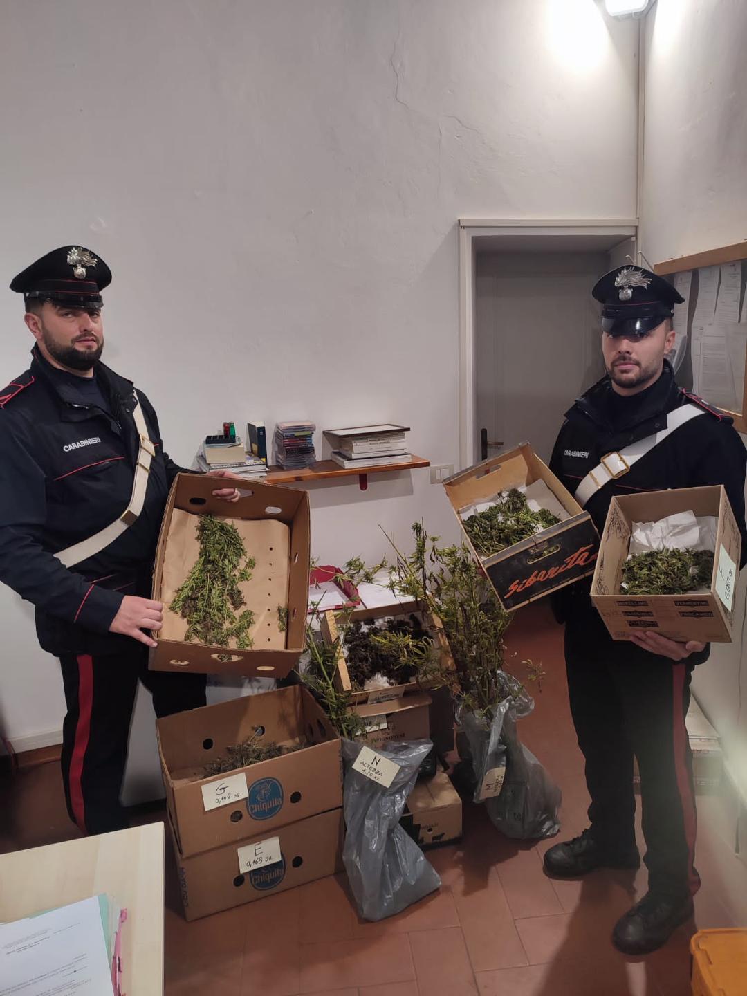 Cortona__arresto_piantagione