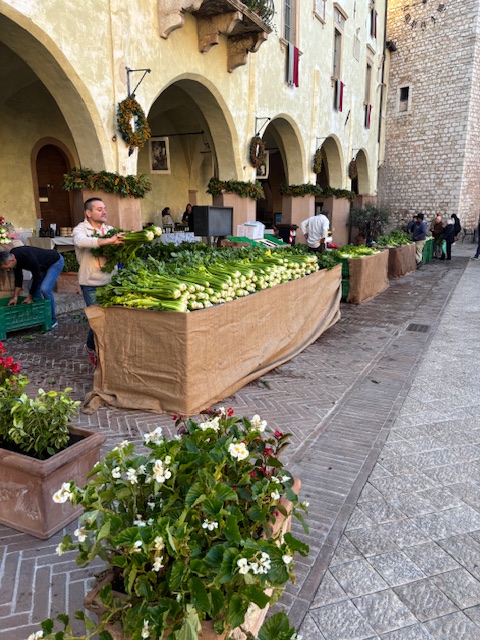La migliore produzione di sedano nero di Trevi è dell’azienda agricola di Annibale Bartolomei