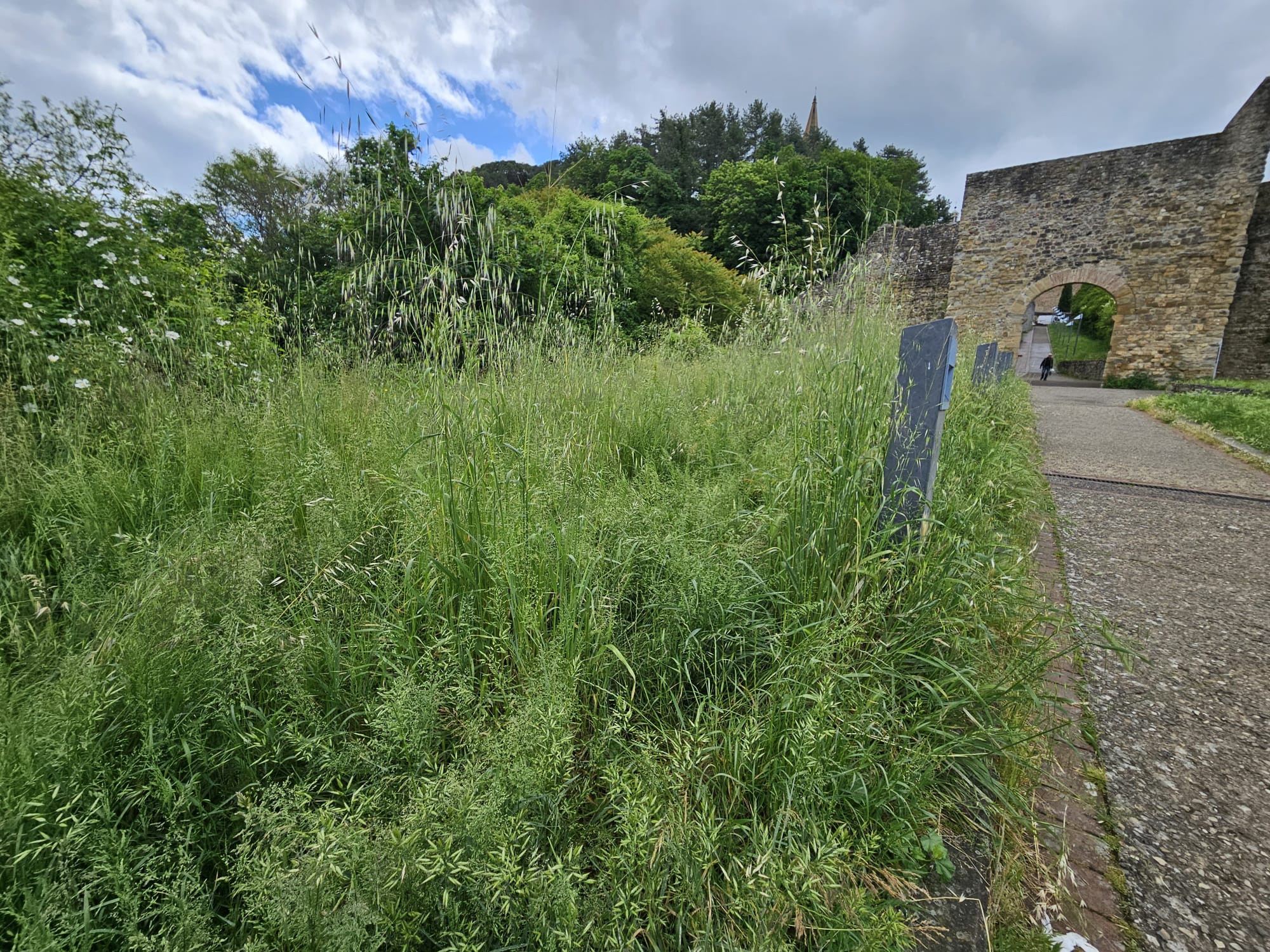 erba alta Arezzo (6)