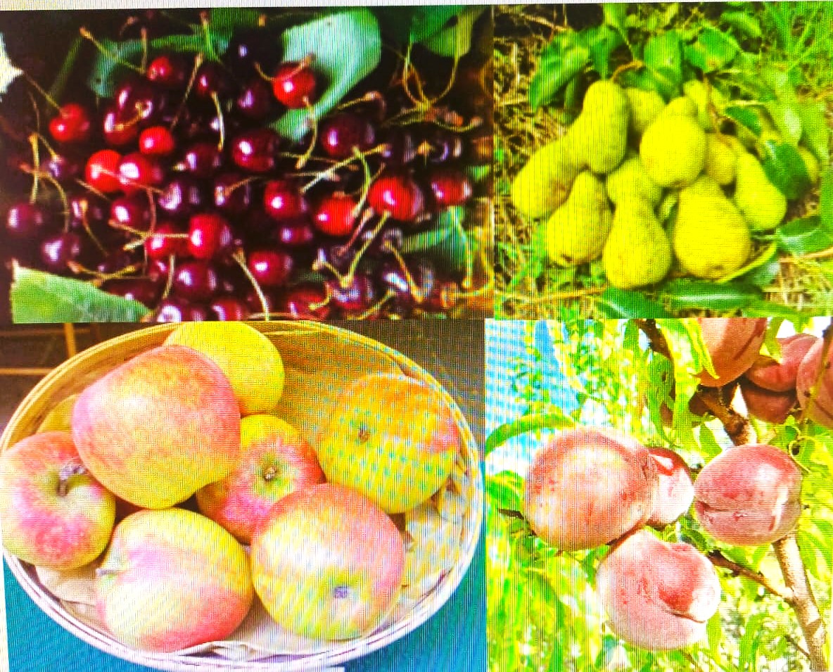frutta2