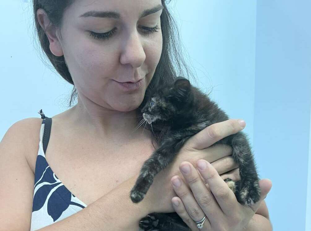 gatti lanciati da auto