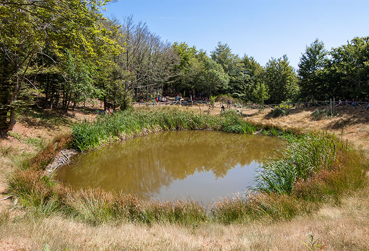 lagoidoli