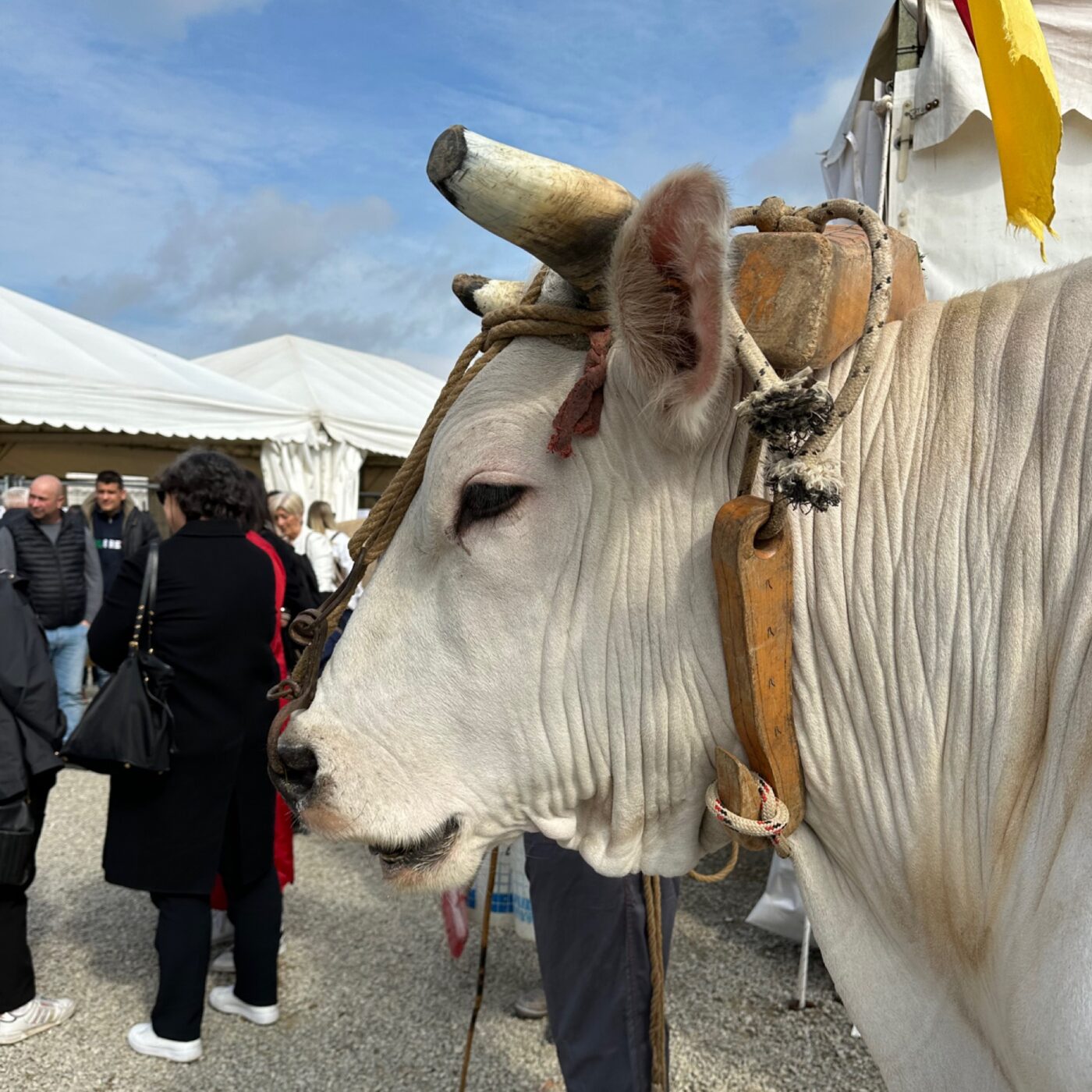 mostra_chianina_fratticciola_cortona_29