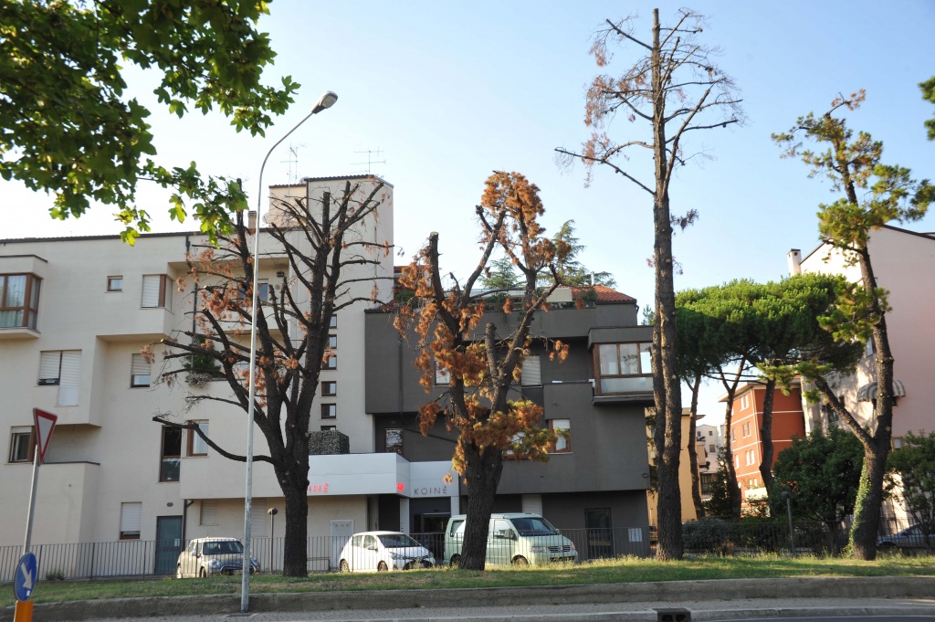 Tra lecci e tigli a rimetterci sono i pini