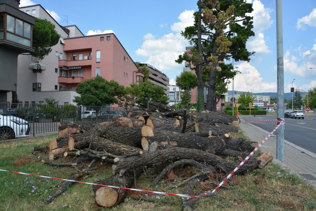 E ora il Comune può vendere legna da ardere quest’inverno
