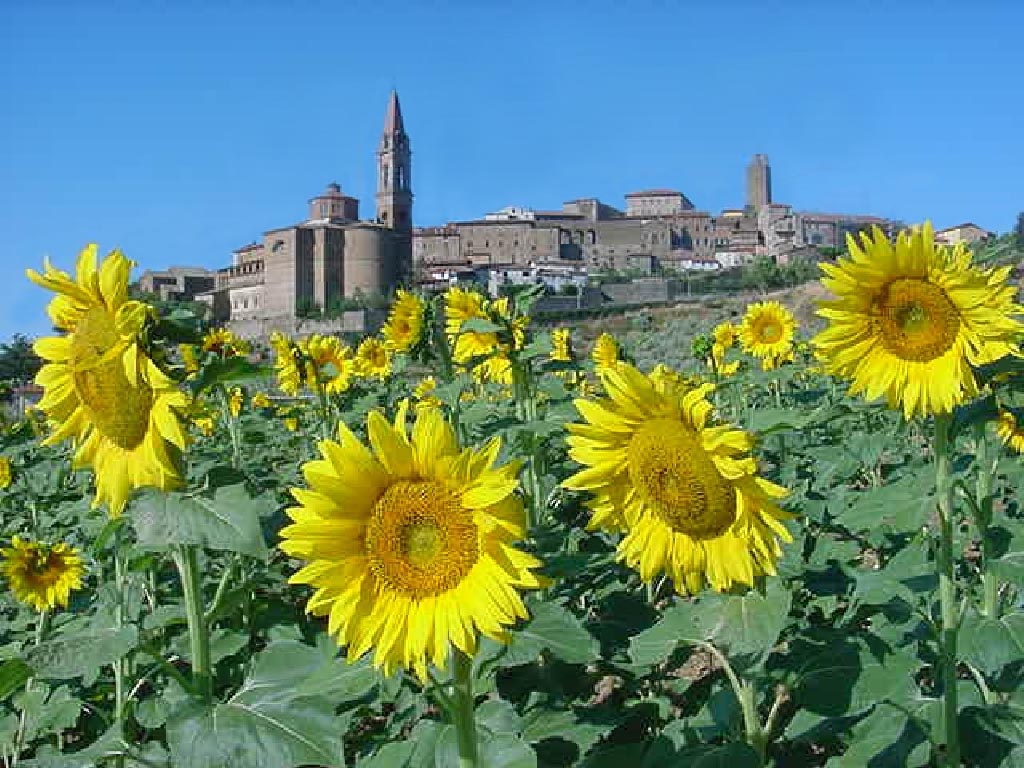 1533200452_castiglioni-girasoli