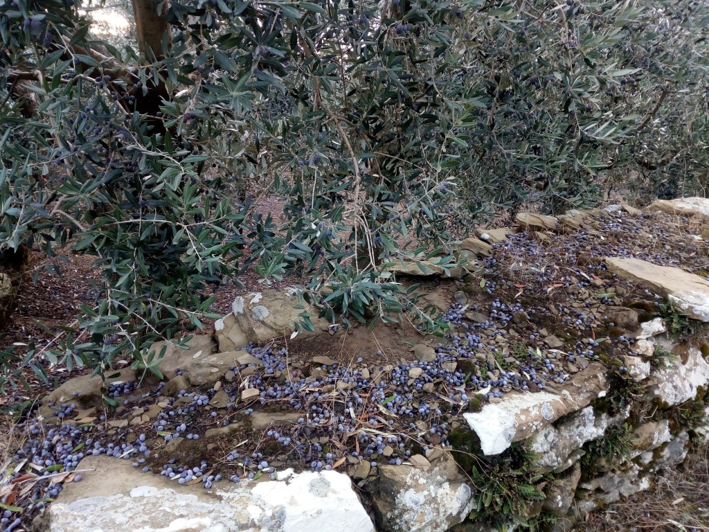 Maltempo, Confagricoltura Toscana: “Già 5 milioni di danni, a rischio il 40% della raccolta di olive”