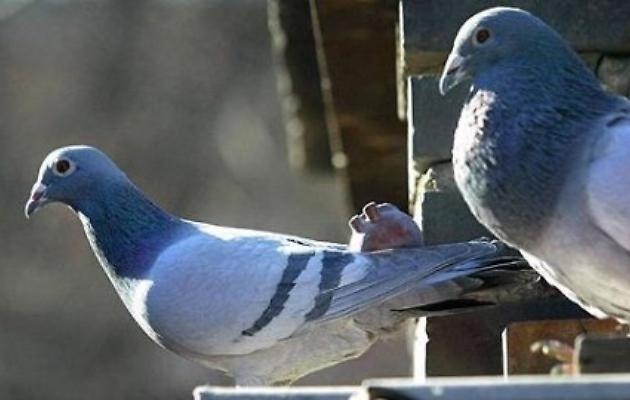 Bibbiena, ambiente: scoppia la guerra ai piccioni, il Comune fa un patto coi cacciatori