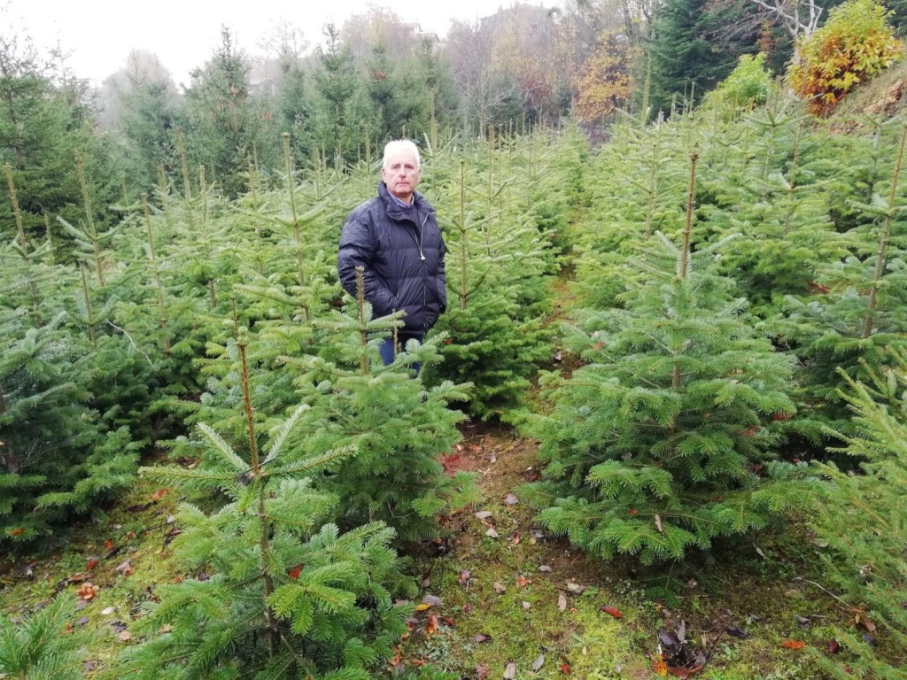 Gli eroi della montagna che producono gli alberi di Natale
