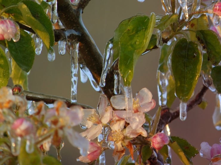 “Clima, allerta gelate: Coldiretti Arezzo mette in campo l’sms salva frutta”