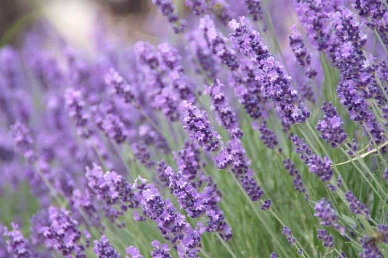 1557568842_lavandula