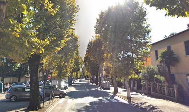 Sansepolcro, piante malate: tagliati rami e abbattuti alcuni platani in Viale Vittorio Veneto