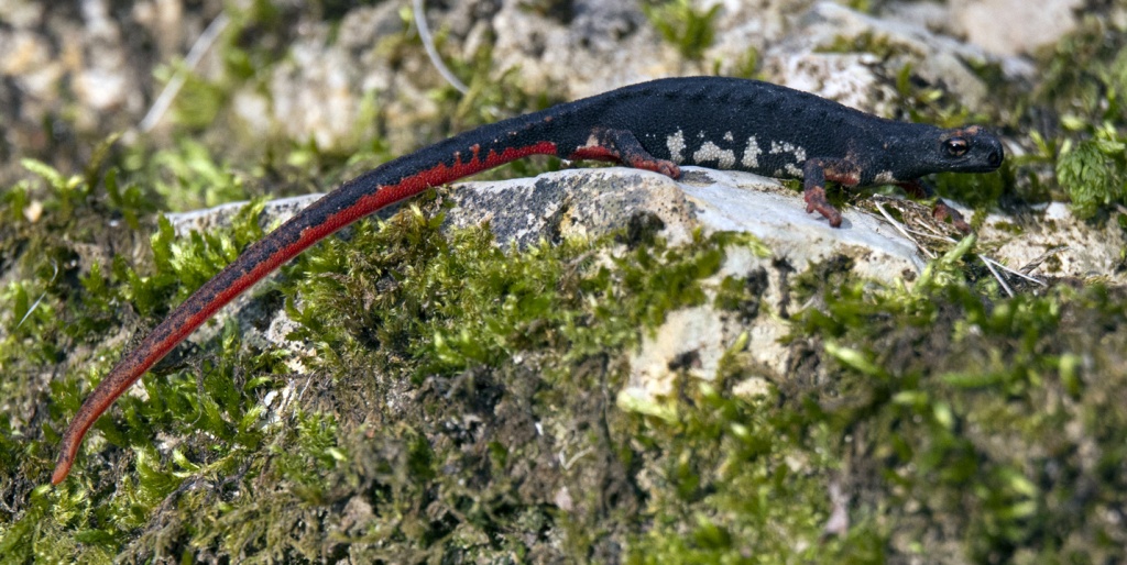 Progetto UE Life WetFlyAmphibia, in arrivo il controllo tecnico-scientifico