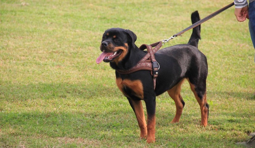 Decoro urbano a Castel Focognano: ordinanza sul comportamento dei proprietari dei cani nei luoghi pubblici