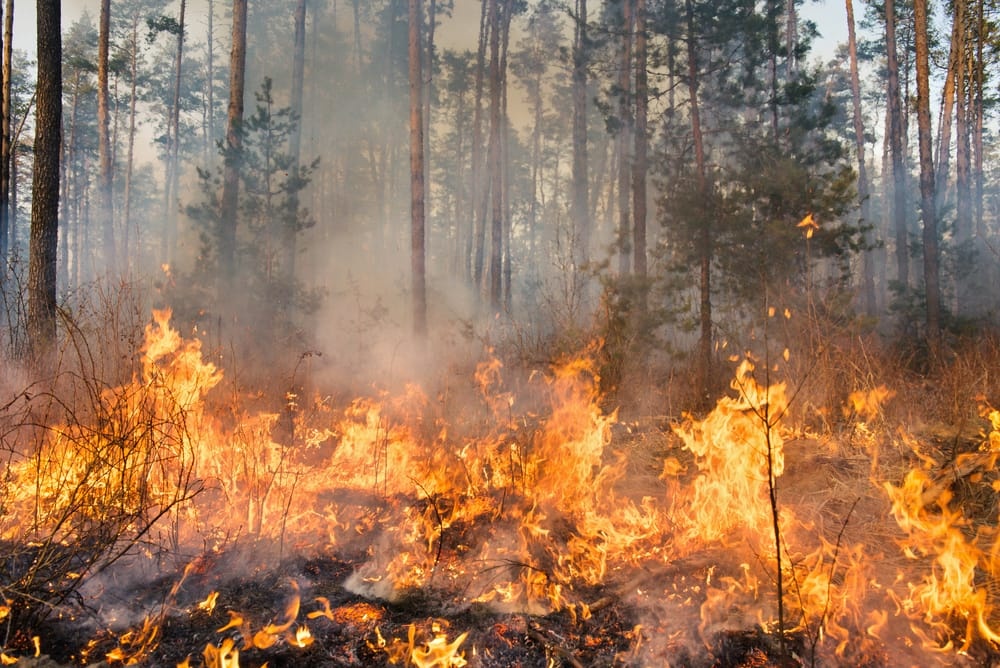 Incendi boschivi, prorogato al 15 settembre il divieto di fare fuochi