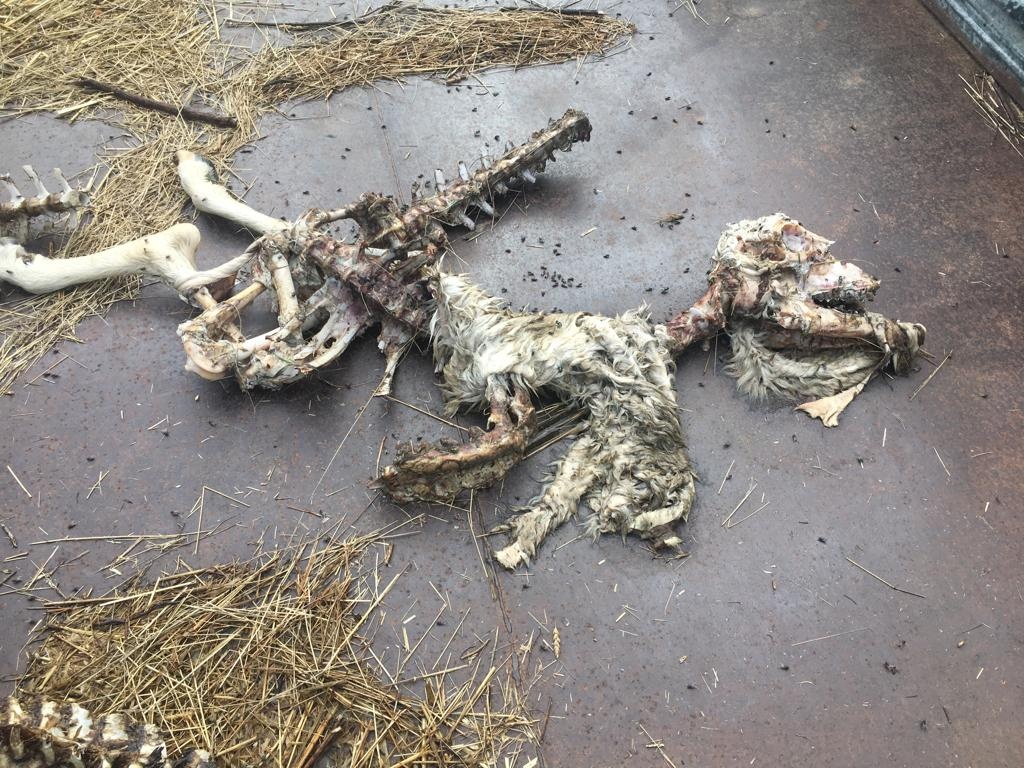 Lupi colpiscono in Valdarno, la strage continua. Coldiretti: “Servono risposte immediate”