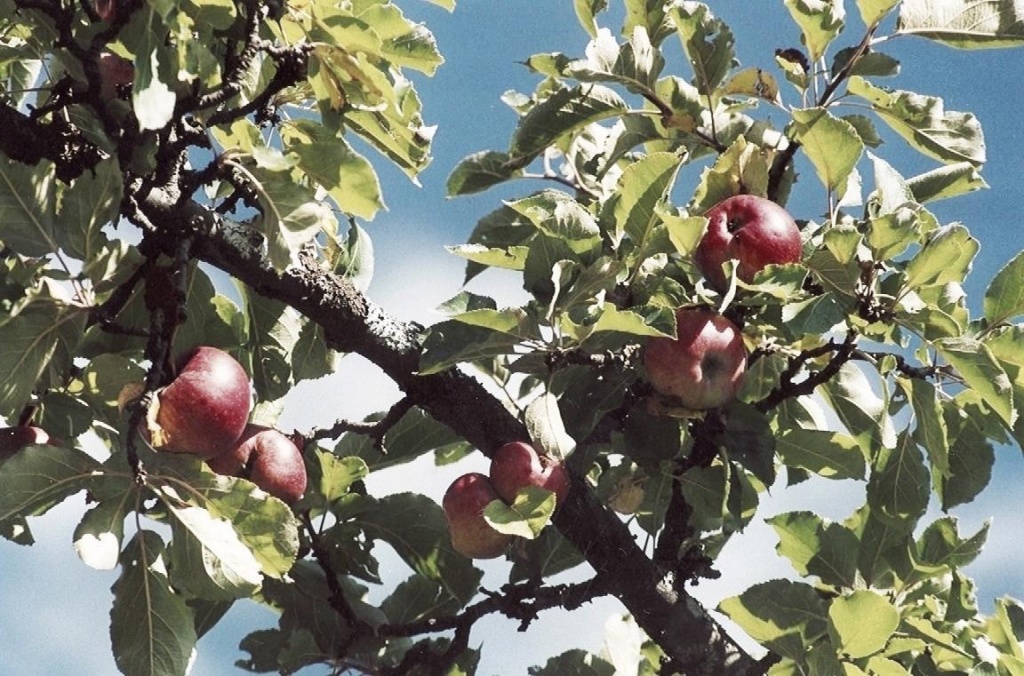 Ampliamento della biodiversità agricola nel parco nazionale delle Foreste casentinesi – Foto