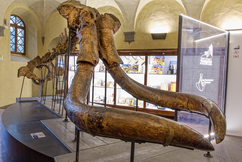 1569661938_museo_palonteologico_montevarchi