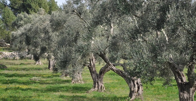 1571737564_olivi