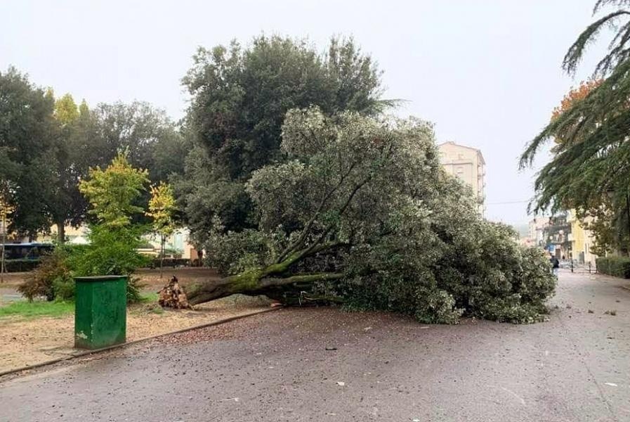 1572507077_montevarchi-albero-caduto