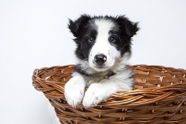 1579254859_puppy-2298832_640