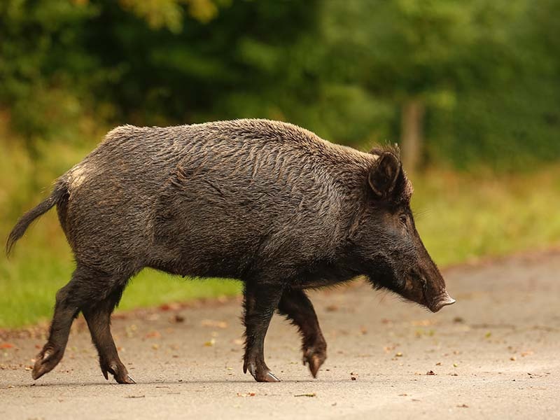 1581693037_cinghiale