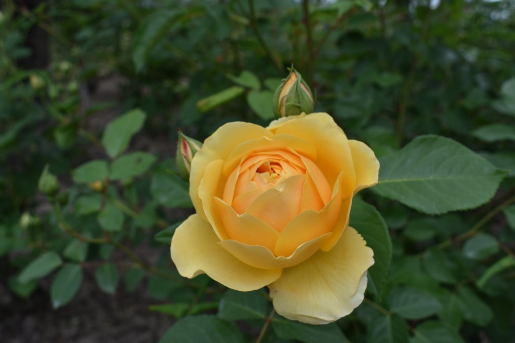 1589794832_roseto_1