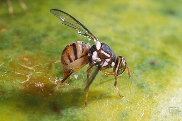 1591805223_mosca_olearia