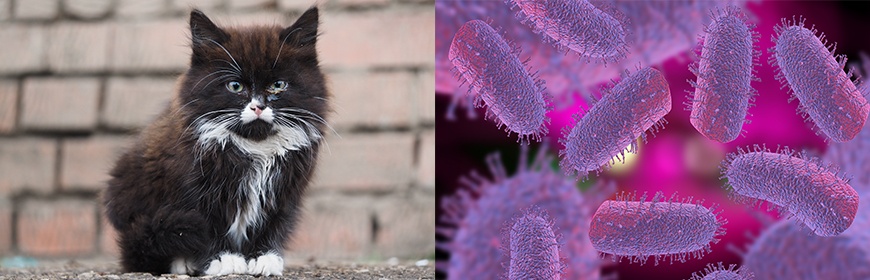 1593542041_caso-lyssavirus-gatto-arezzo