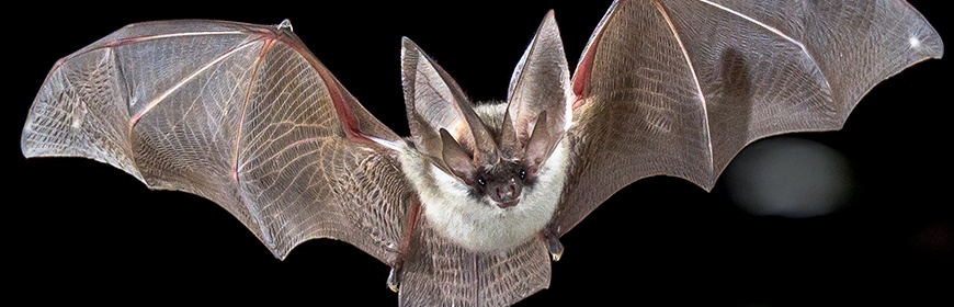 1593683359_pipistrello