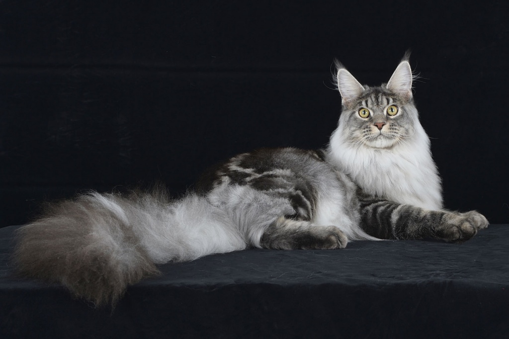 1593886417_gatto_Maine_Coon
