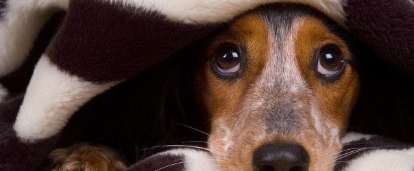 1596962905_botti-cane