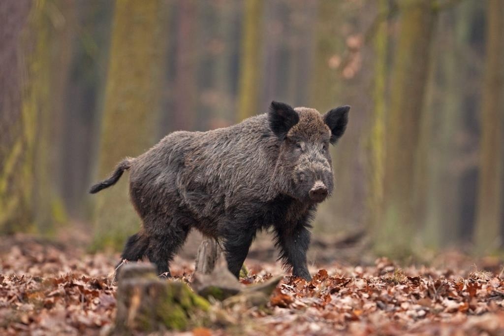 1601488699_cinghiale2