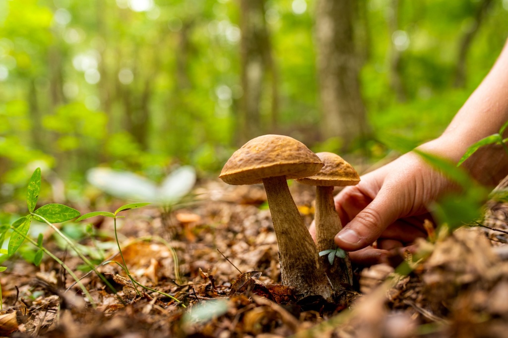 1604579897_1599035282_Funghi-raccolta_o
