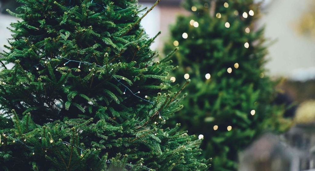 1605939117_alberi_di_natale
