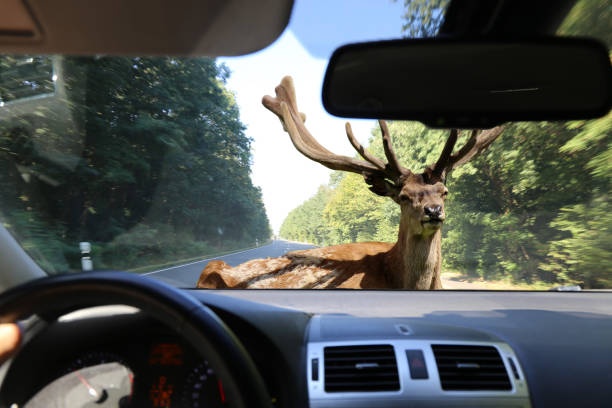 1626156315_incidente_animale