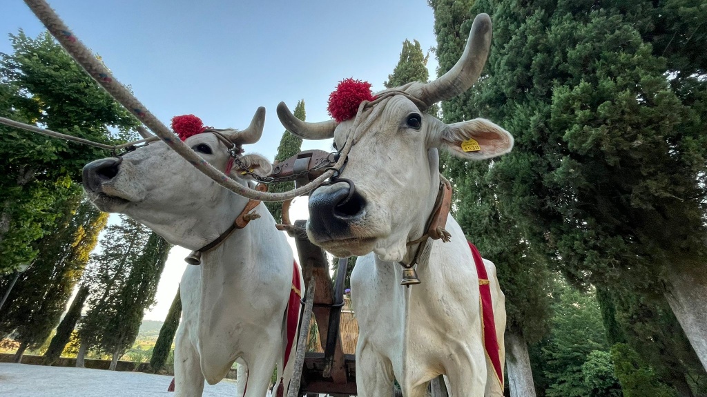 Il Gigante buono e il Gigante bianco