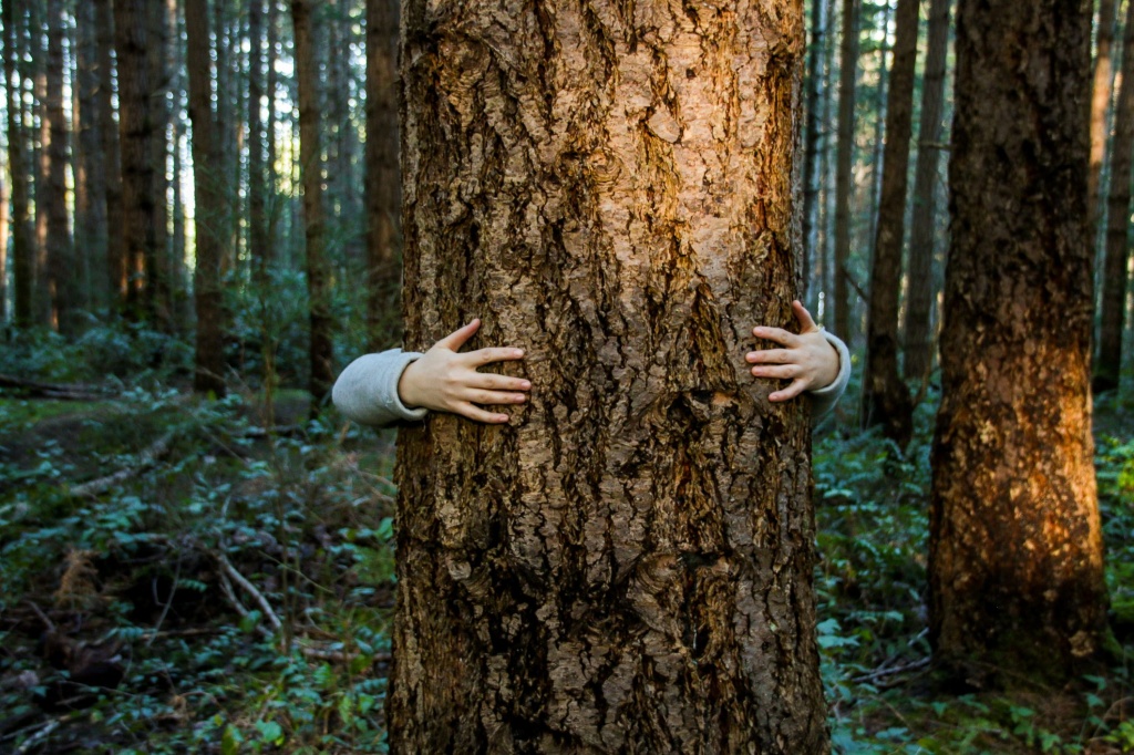 1637559982_giornata-alberi