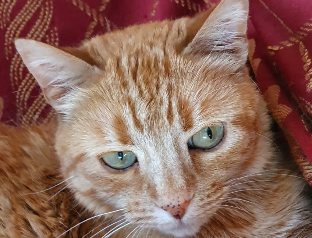 1645126184_gatto_