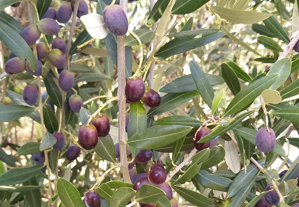 1655474273_foto_olivo