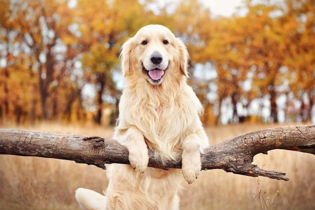 1660456550_golden