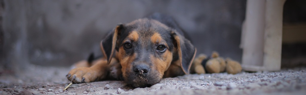 1665127531_cane