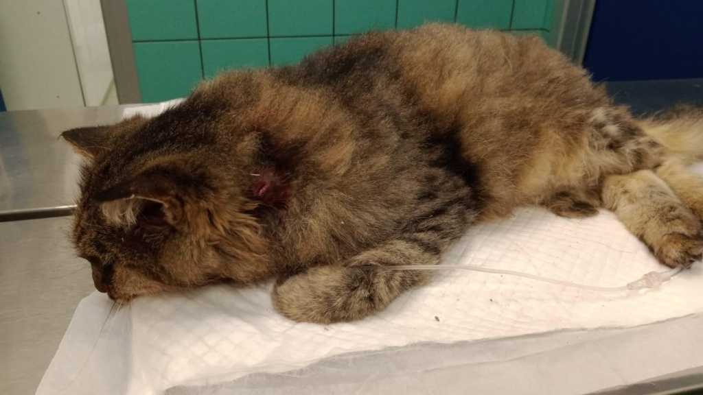 È morta la gattina trovata ferita a Cavriglia. Individuato l’autore dell’insano gesto