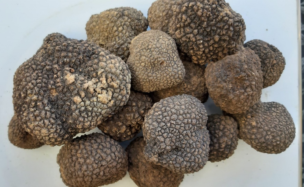 1670484170_tartufi
