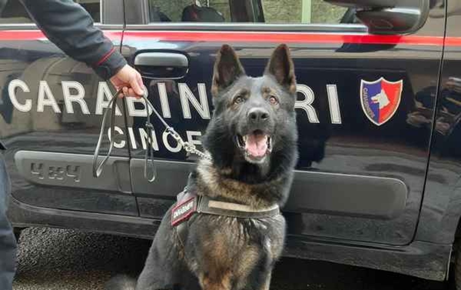 1675333888_cane_antidroga