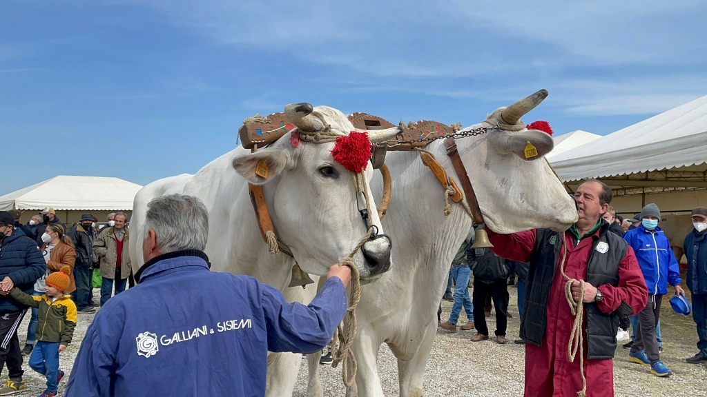 1679406575_mostra_chianina_fratticciola_08
