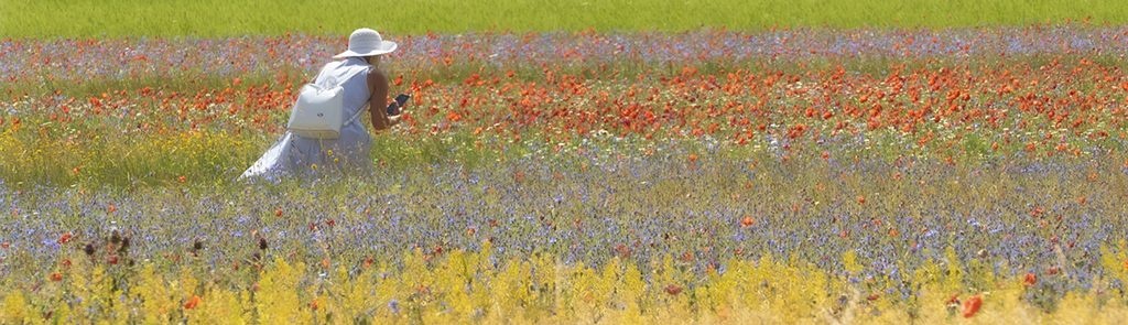 1683968842_Mario_Ristori_Castelluccio_di_Norcia