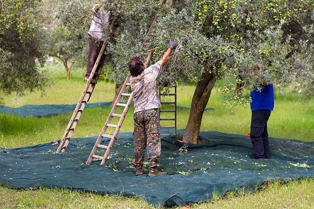 1697719062_1636817282_raccolta_olive_o