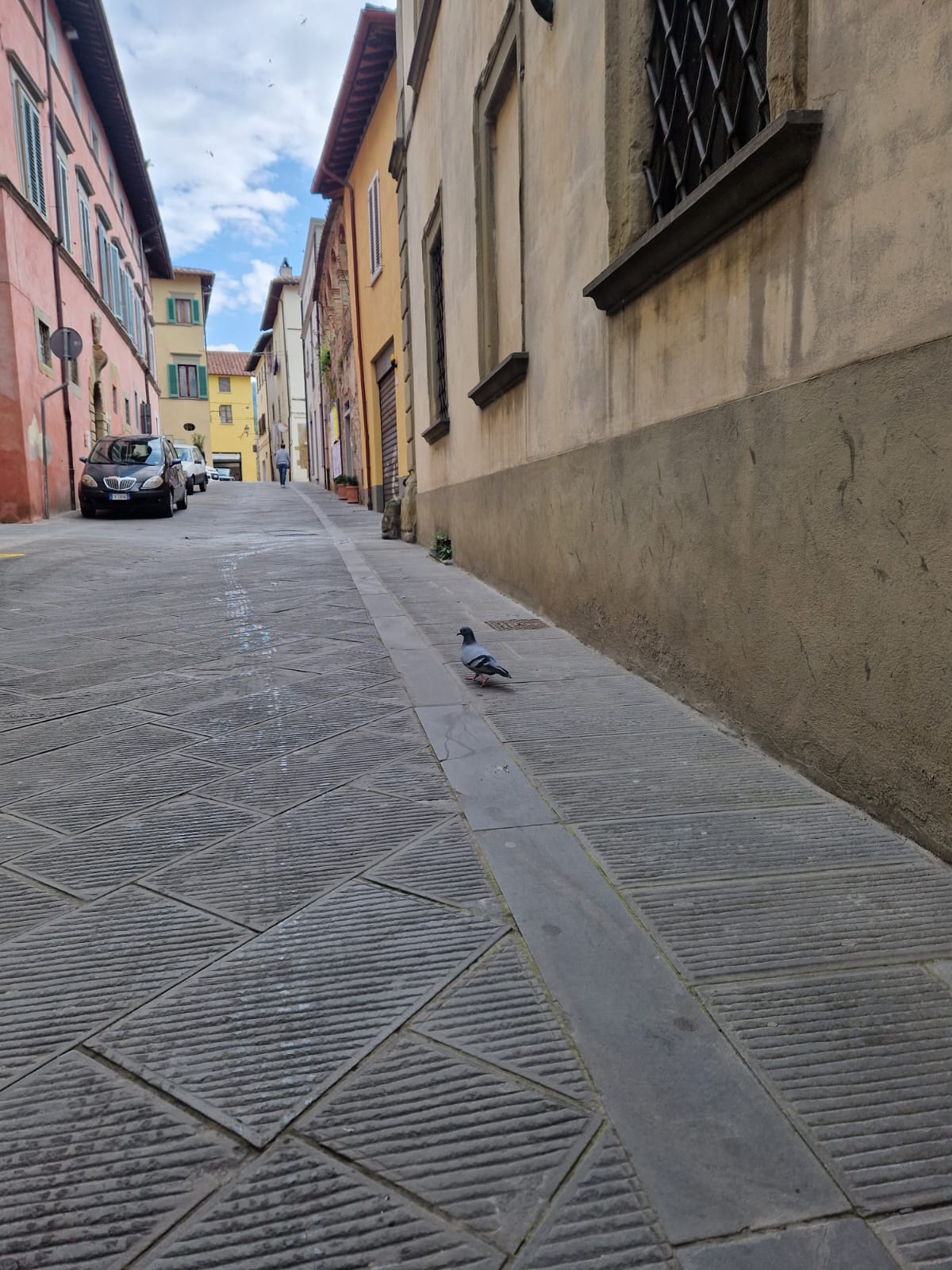 Al via il Servizio di Pulizia del Guano dei piccioni a Sansepolcro